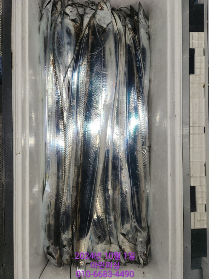 557159a5089df61874c8e5a142bae6db_1727748836_7415.jpg 557159a5089df61874c8e5a142bae6db_1727748836_7415.jpg