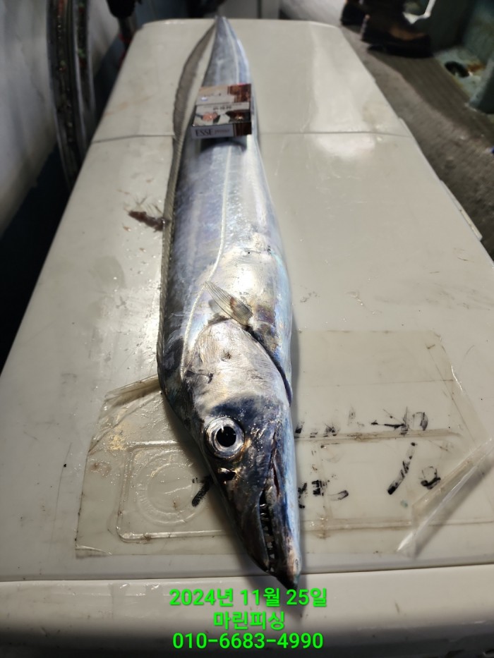 67d01b6a7eef1e654fe481dd5b2c9e45_1732506697_1575.jpg 67d01b6a7eef1e654fe481dd5b2c9e45_1732506697_1575.jpg