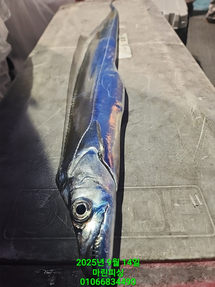 173e9b8ce8e97ad79ca74e25491092f8_1757808550_9515.jpg 173e9b8ce8e97ad79ca74e25491092f8_1757808550_9515.jpg