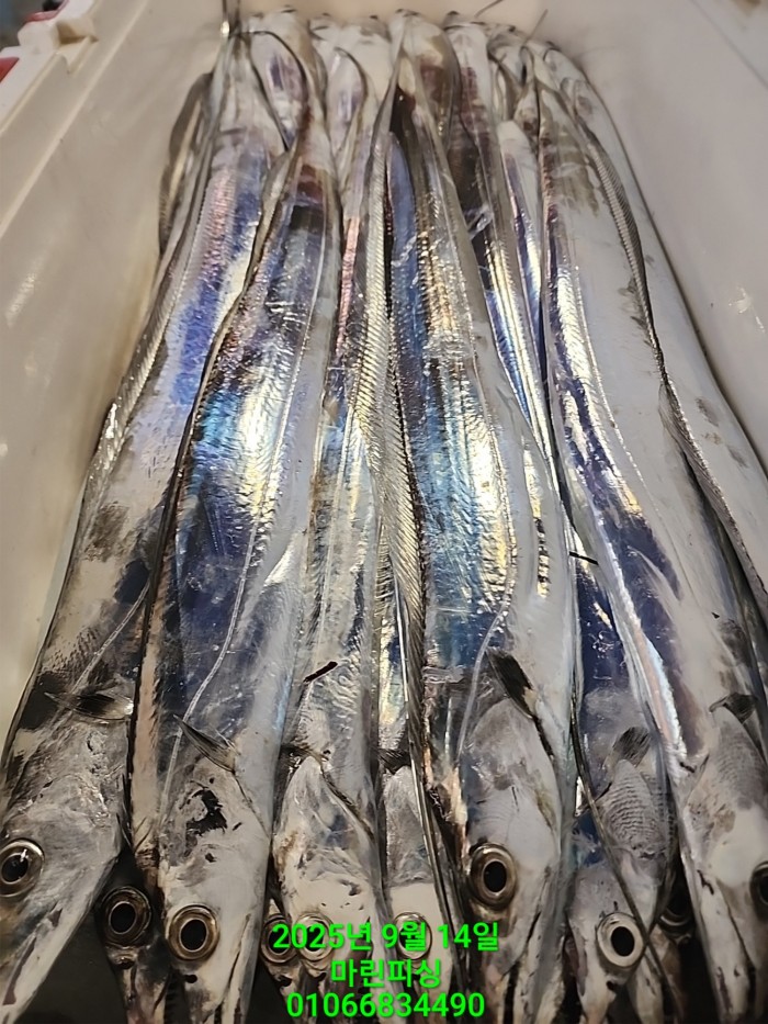 173e9b8ce8e97ad79ca74e25491092f8_1757808552_4738.jpg 173e9b8ce8e97ad79ca74e25491092f8_1757808552_4738.jpg